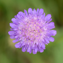 Lade das Bild in den Galerie-Viewer, Wald-Witwenblume (Knautia dipsacifolia)