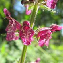 Lade das Bild in den Galerie-Viewer, Wald-Ziest (Stachys_sylvatica)