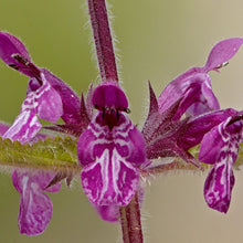 Lade das Bild in den Galerie-Viewer, Wald-Ziest (Stachys sylvatica)
