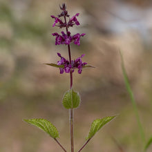 Lade das Bild in den Galerie-Viewer, Wald-Ziest (Stachys sylvatica)