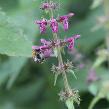 Lade das Bild in den Galerie-Viewer, Wald-Ziest (Stachys_sylvatica)