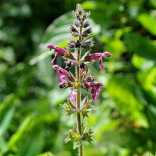 Lade das Bild in den Galerie-Viewer, Wald-Ziest (Stachys sylvatica)