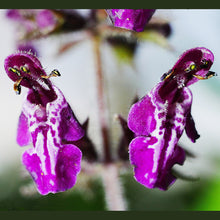 Lade das Bild in den Galerie-Viewer, Wald-Ziest (Stachys sylvatica)