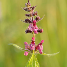 Lade das Bild in den Galerie-Viewer, Wald-Ziest (Stachys sylvatica)