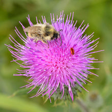 Lade das Bild in den Galerie-Viewer, Waldhummel auf Gewöhnlicher Kratzdistel Ivar leidus Wikipedia