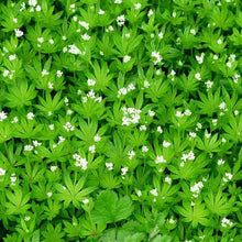 Lade das Bild in den Galerie-Viewer, Waldmeister (Galium odoratum)