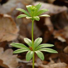Lade das Bild in den Galerie-Viewer, Waldmeister (Galium odoratum)