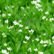 Lade das Bild in den Galerie-Viewer, Waldmeister (Galium odoratum)