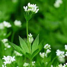 Lade das Bild in den Galerie-Viewer, Waldmeister (Galium odoratum)