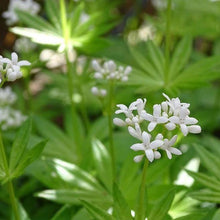 Lade das Bild in den Galerie-Viewer, Waldmeister (Galium odoratum)