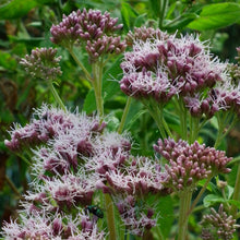 Lade das Bild in den Galerie-Viewer, Wasserdost (Eupatorium cannabinum)