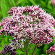 Lade das Bild in den Galerie-Viewer, Wasserdost (Eupatorium cannabinum)