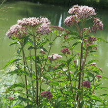 Lade das Bild in den Galerie-Viewer, Wasserdost (Eupatorium cannabinum)