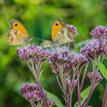 Lade das Bild in den Galerie-Viewer, Wasserdost (Eupatorium cannabinum)