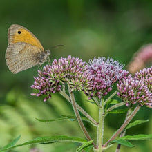 Lade das Bild in den Galerie-Viewer, Wasserdost (Eupatorium cannabinum)