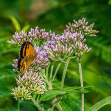 Lade das Bild in den Galerie-Viewer, Wasserdost (Eupatorium cannabinum)