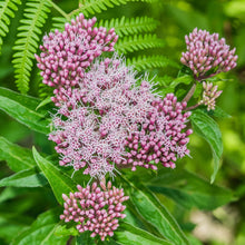 Lade das Bild in den Galerie-Viewer, Wasserdost (Eupatorium cannabinum)