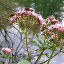 Lade das Bild in den Galerie-Viewer, Wasserdost (Eupatorium cannabinum)