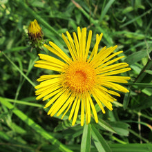 Lade das Bild in den Galerie-Viewer, Weidenblättriger Alant (Inula salicina)