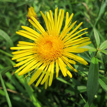 Lade das Bild in den Galerie-Viewer, Weidenblättriger Alant (Inula salicina)
