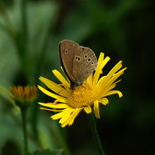 Lade das Bild in den Galerie-Viewer, Weidenblättriges Rindsauge (Buphthalmum salicifolium)