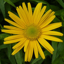 Lade das Bild in den Galerie-Viewer, Weidenblättriges Rindsauge (Buphthalmum salicifolium)