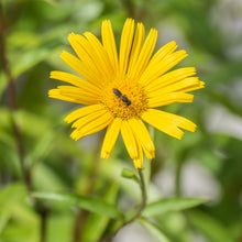Lade das Bild in den Galerie-Viewer, Weidenblättriges Rindsauge (Buphthalmum salicifolium)