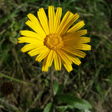 Lade das Bild in den Galerie-Viewer, Weidenblättriges Rindsauge (Buphthalmum salicifolium)