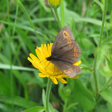 Lade das Bild in den Galerie-Viewer, Weidenblättriges Rindsauge (Buphthalmum salicifolium)