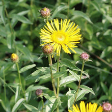 Lade das Bild in den Galerie-Viewer, Weidenblättriger Alant (Inula salicina)