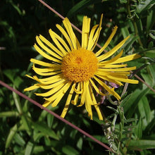 Lade das Bild in den Galerie-Viewer, Weidenblättriger Alant (Inula salicina)