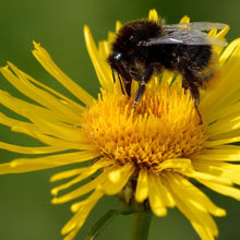 Lade das Bild in den Galerie-Viewer, Weidenblättriger Alant (Inula salicina)