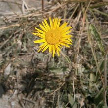 Lade das Bild in den Galerie-Viewer, Weidenblättriger Alant (Inula salicina)