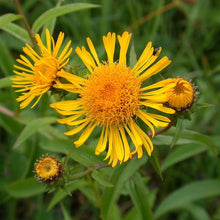 Lade das Bild in den Galerie-Viewer, Weidenblättriger Alant (Inula salicina)