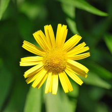 Lade das Bild in den Galerie-Viewer, Weidenblättriges Rindsauge (Buphthalmum salicifolium)