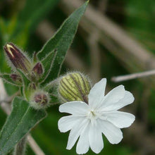 Lade das Bild in den Galerie-Viewer, Weisse Lichtnelke (Silene pratensis)