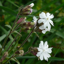 Lade das Bild in den Galerie-Viewer, Weisse Lichtnelke (Silene pratensis)