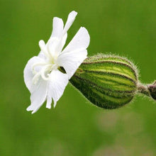 Lade das Bild in den Galerie-Viewer, Weisse Lichtnelke (Silene pratensis)