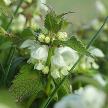 Lade das Bild in den Galerie-Viewer, Weisse Taubnessel (Lamium album)