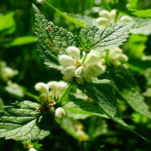 Lade das Bild in den Galerie-Viewer, Weisse Taubnessel (Lamium album)