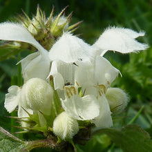 Lade das Bild in den Galerie-Viewer, Weisse Taubnessel (Lamium album)