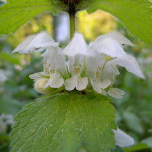 Lade das Bild in den Galerie-Viewer, Weisse Taubnessel (Lamium album)