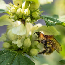 Lade das Bild in den Galerie-Viewer, Weisse Taubnessel (Lamium album)