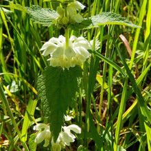 Lade das Bild in den Galerie-Viewer, Weisse Taubnessel (Lamium album)