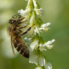 Lade das Bild in den Galerie-Viewer, Gartenidylle St. Gallen - Wildstauden-Set für Wildbienen und Schmetterlinge