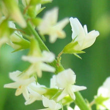 Lade das Bild in den Galerie-Viewer, Weisser Steinklee (Melilotus albus)