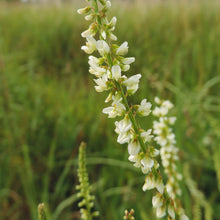 Lade das Bild in den Galerie-Viewer, Weisser Steinklee (Melilotus albus)