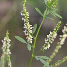 Lade das Bild in den Galerie-Viewer, Weisser Steinklee (Melilotus albus)