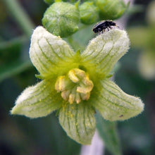 Lade das Bild in den Galerie-Viewer, Zweihäusige Zaunrübe (Bryonia dioica)