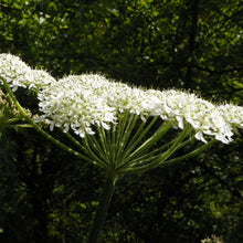Lade das Bild in den Galerie-Viewer, Wiesen-Bärenklau (Heracleum sphondylium)